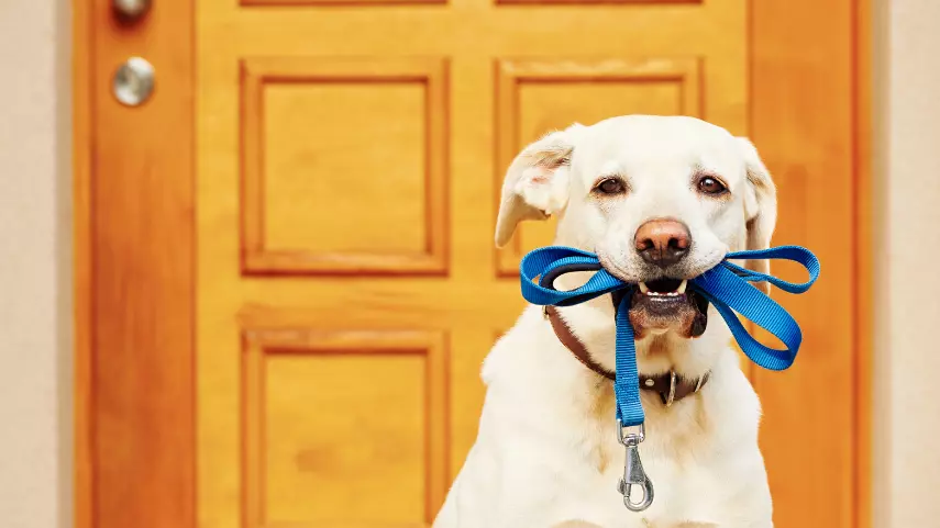 accessori per animali