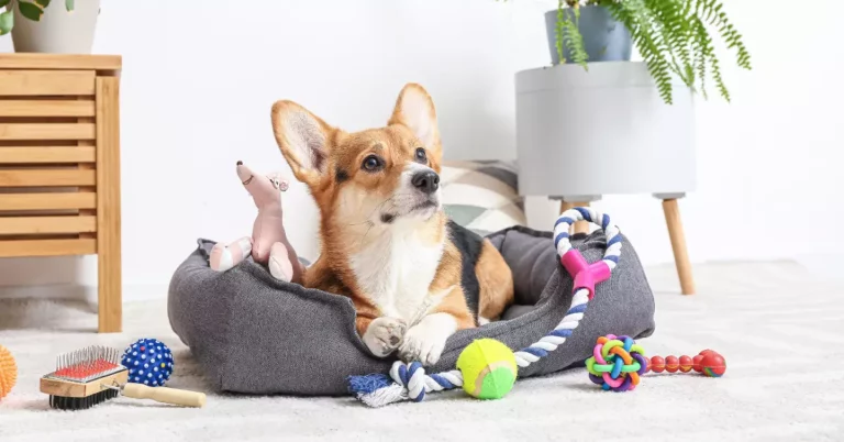 accessori per animali