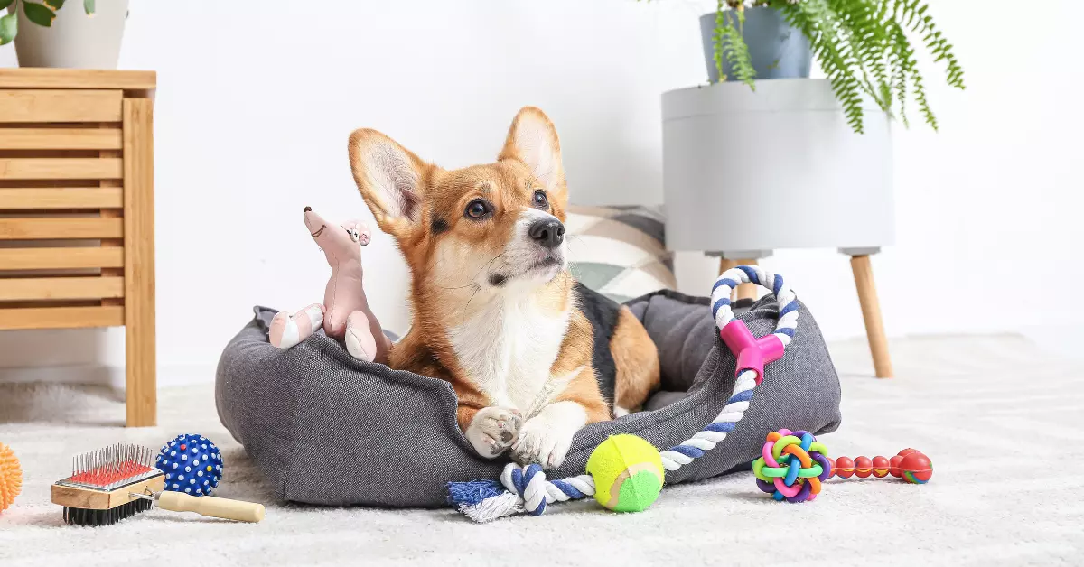branded pet accessories